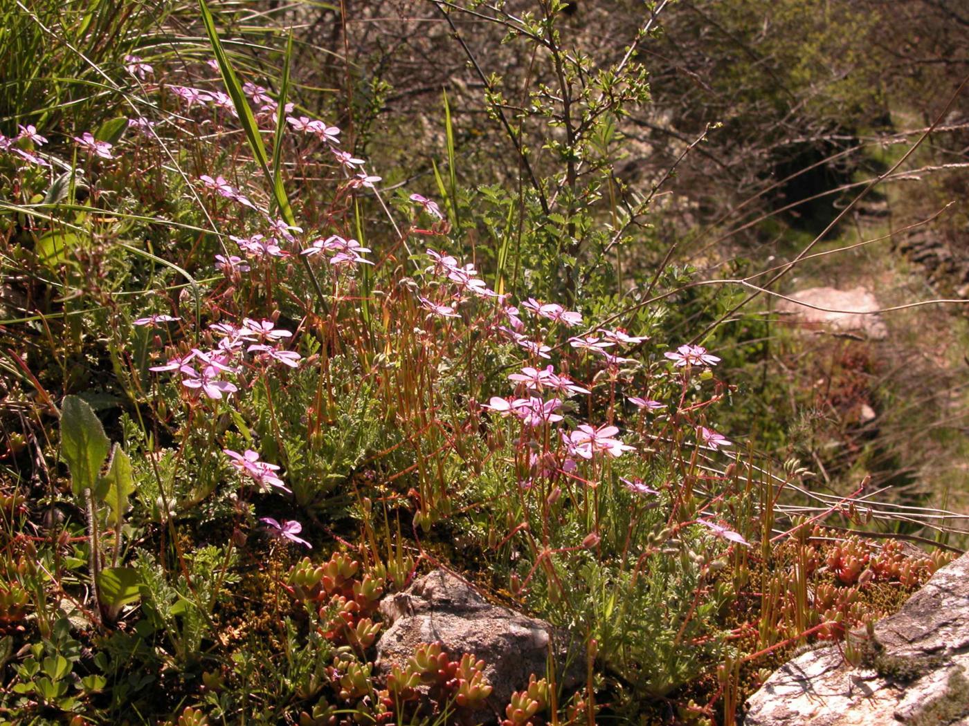 Storksbill plant